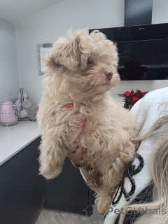 Фото №3. Яблочная голова чихуахуа.  Канада