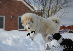 Фото №3. Щенки пиренийской горной собаки.  Литва