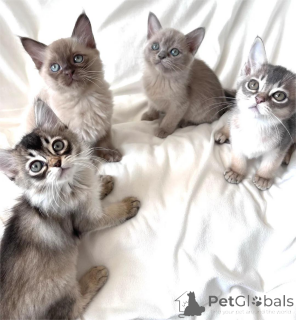 Фото №1. бурма - купить в Грёмитц за 32468₽. Объявление №154159