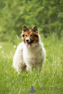 Фото №4. Продажа беспородную в Москва  - цена Бесплатно