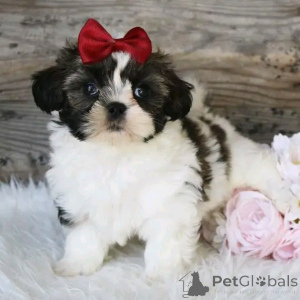 Фото №3. Щенки Shihtzu доступны для усыновления в.  США