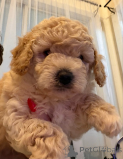 Фото №1. бордер-колли - купить в Бедфорд за 22467₽. Объявление №163954