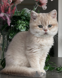 Фото №2 к объявлению №163612 о продаже шиншилла кошка - купить в Германии заводчик