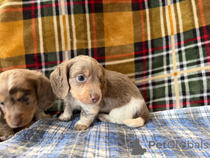 Фото №1.  - купить в Берлине за договорная. Объявление №166429