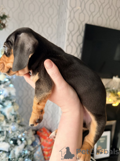 Фото №3. Stunning Dachsund puppies from our beloved pets.  Австралия