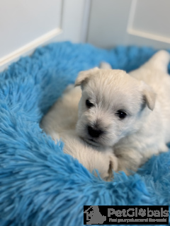 Фото №4. Продажа беспородную в Szydłowiec заводчик - цена 176257₽