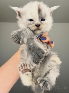 Фото №1. мейн-кун - купить в Ниже за 46384₽. Объявление №164230