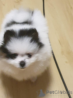 Фото №2 к объявлению №159968 о продаже померанского шпица - купить в Австрии 