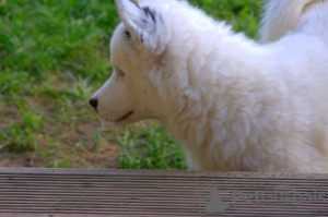Фото №3. Очаровательная собачка - якутский удав.  Польша