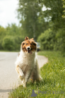 Фото №3. Леся, Лисичка, девочка, 2 года, путешественница и умница!.  Россия
