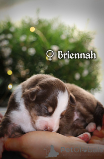 Фото №4. Продажа миниатюрная американская овчарка в Гданьске частное объявление, заводчик - цена 250471₽