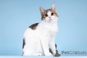 Фото №1.  - купить в Химках за Бесплатно. Объявление №157211