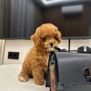 Фото №2 к объявлению №164541 о продаже мальтипу - купить в Германии заводчик