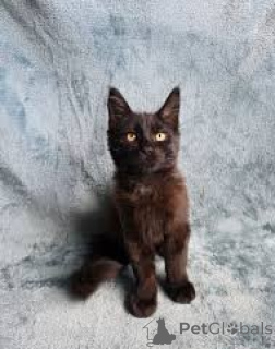 Фото №1. бомбейская - купить в Хельсинки за 46384₽. Объявление №166341