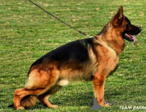 Фото №3. Немецкие овчарки щенков.  Сербия