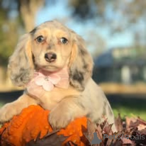 Фото №2 к объявлению №166734 о продаже таксу - купить в Франции частное объявление, заводчик