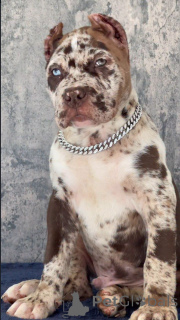 Фото №2 к объявлению №155093 о продаже кане-корсо - купить в Швейцарии заводчик