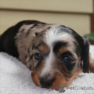 Фото №2 к объявлению №159136 о продаже таксу - купить в Швейцарии заводчик