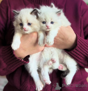 Фото №2 к объявлению №135880 о продаже  - купить в США 