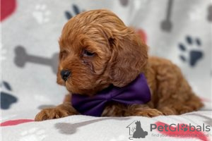 Фото №3. Beautiful Cavapoo Puppies For free adoption.  Германия