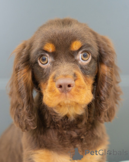 Фото №2 к объявлению №157214 о продаже кинг-чарльз-спаниеля - купить в Германии частное объявление