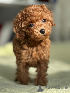 Фото №1. пудель (той) - купить в Хельсинки за 46384₽. Объявление №164039