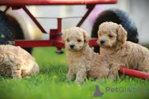 Фото №1. мальтипу - купить в Берлине за 64937₽. Объявление №157249