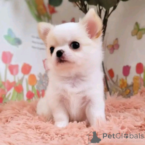 Фото №1. чихуахуа - купить в Бенфи за договорная. Объявление №164446