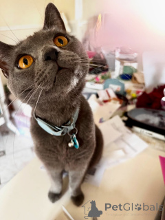 Фото №2 к объявлению №158743 о продаже шартрез - купить в Франции частное объявление