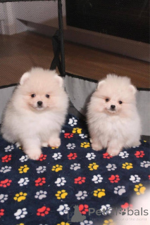 Фото №1. померанский шпиц - купить в Вспоминание за Бесплатно. Объявление №160302