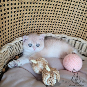 Фото №2 к объявлению №162329 о продаже  - купить в Франции 