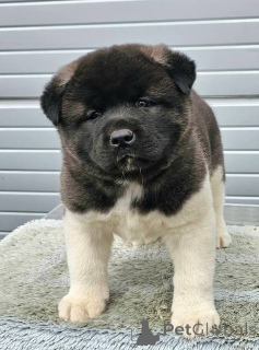 Фото №3. Щенки американского стаффордширского терьера.  Сербия