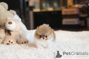 Фото №4. Продажа померанского шпица в Город Теннесси заводчик - цена договорная