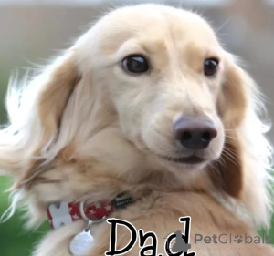 Фото №4. Продажа  в Албама  - цена 31454₽