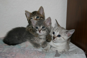 Фото №1. тойгер - купить в Колоне за 69575₽. Объявление №160454