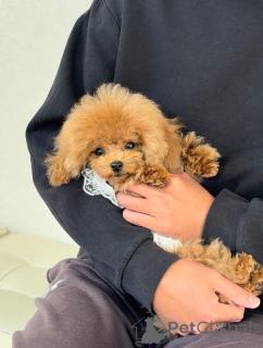 Фото №4. Продажа пуделя (той) в Гамбург заводчик - цена договорная