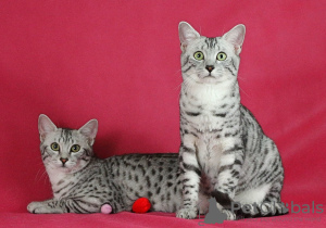 Дополнительные фото: Питомник кошек предлагает на продажу котят породы Египетская Мау.