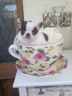 Фото №1. чихуахуа - купить в Альметьевск за Бесплатно. Объявление №107022