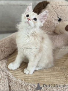 Фото №3. Мейн Кун , Мальчик 3 месяца. Объединенные Арабские Эмираты