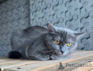 Фото №4. Продам  в Москва  - цена Бесплатно