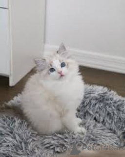 Фото №3. Kocięta rasy ragdoll доступен на складе. Польша