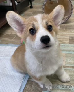 Фото №2 к объявлению №119694 о продаже вельш-корги - купить в Литве 