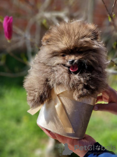Дополнительные фото: Померанский шпиц - красивые щенки