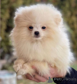 Фото №2 к объявлению №137187 о продаже померанского шпица - купить в Швейцарии 