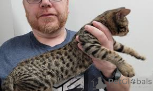 Фото №3. Chatons Ocicat в продаже. Франция