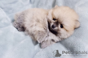 Дополнительные фото: Beautiful Pomeranian Puppies Girls