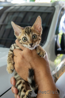 Фото №3. Ветеринар проверил бенгальские котяты, доступные для продажи. Германия