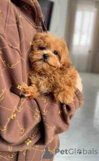 Фото №4. Продажа мальтийскую болонку в Киеве заводчик - цена договорная