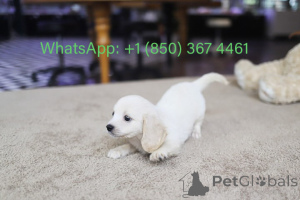 Фото №1. кинг-чарльз-спаниель - купить в Каролина Бич за договорная. Объявление №153559