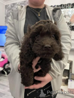 Фото №2 к объявлению №159985 о продаже американского кокер-спаниеля - купить в Литве частное объявление